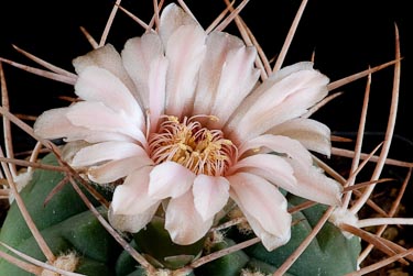 Gymnocalycium nidulans